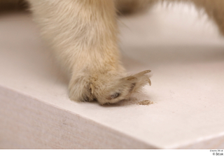 Weasel foot leg 0011.jpg